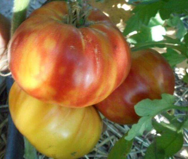 Томат Олимпийский огонь 2