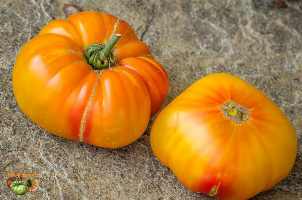 Томат Олимпийский огонь 3