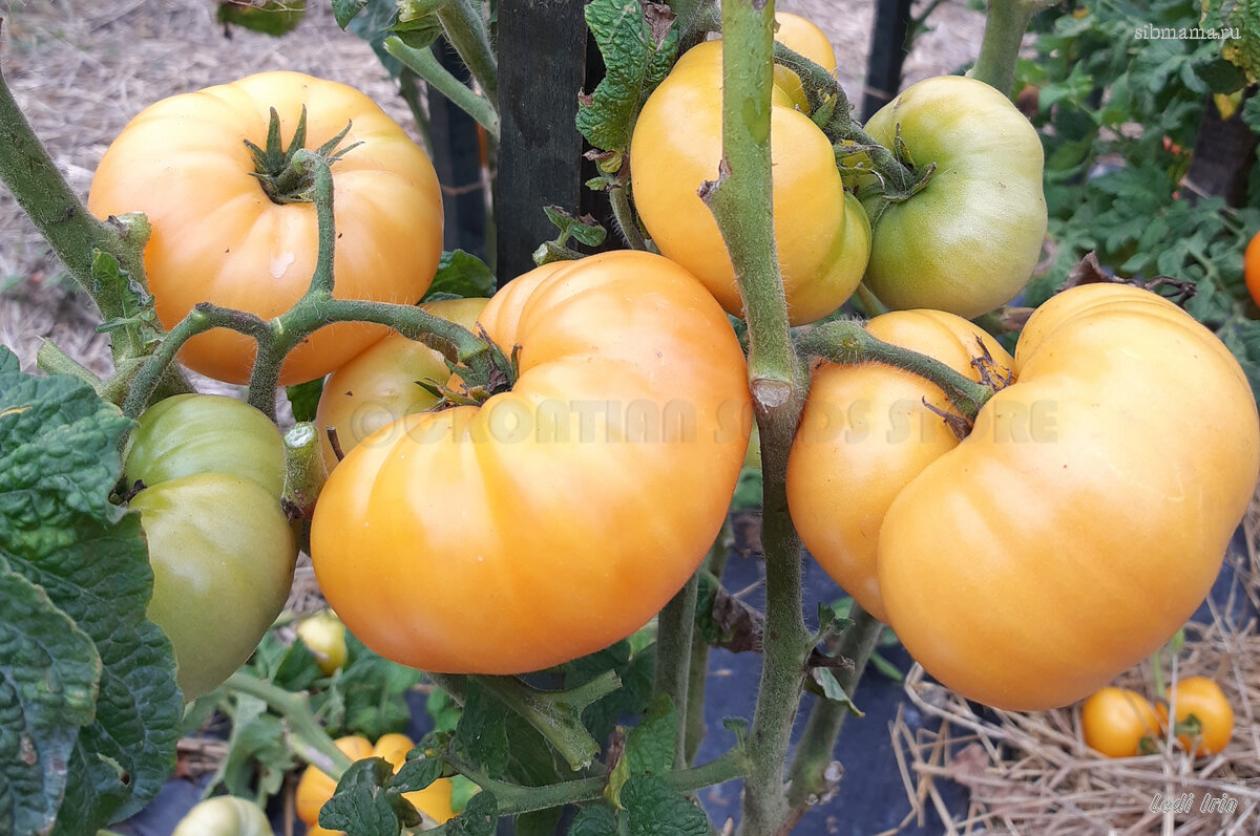 Томат Оранжевый крем 4