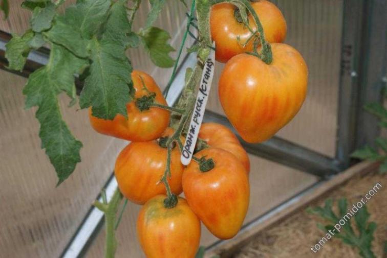 Томат Оранжевый русский 117 2