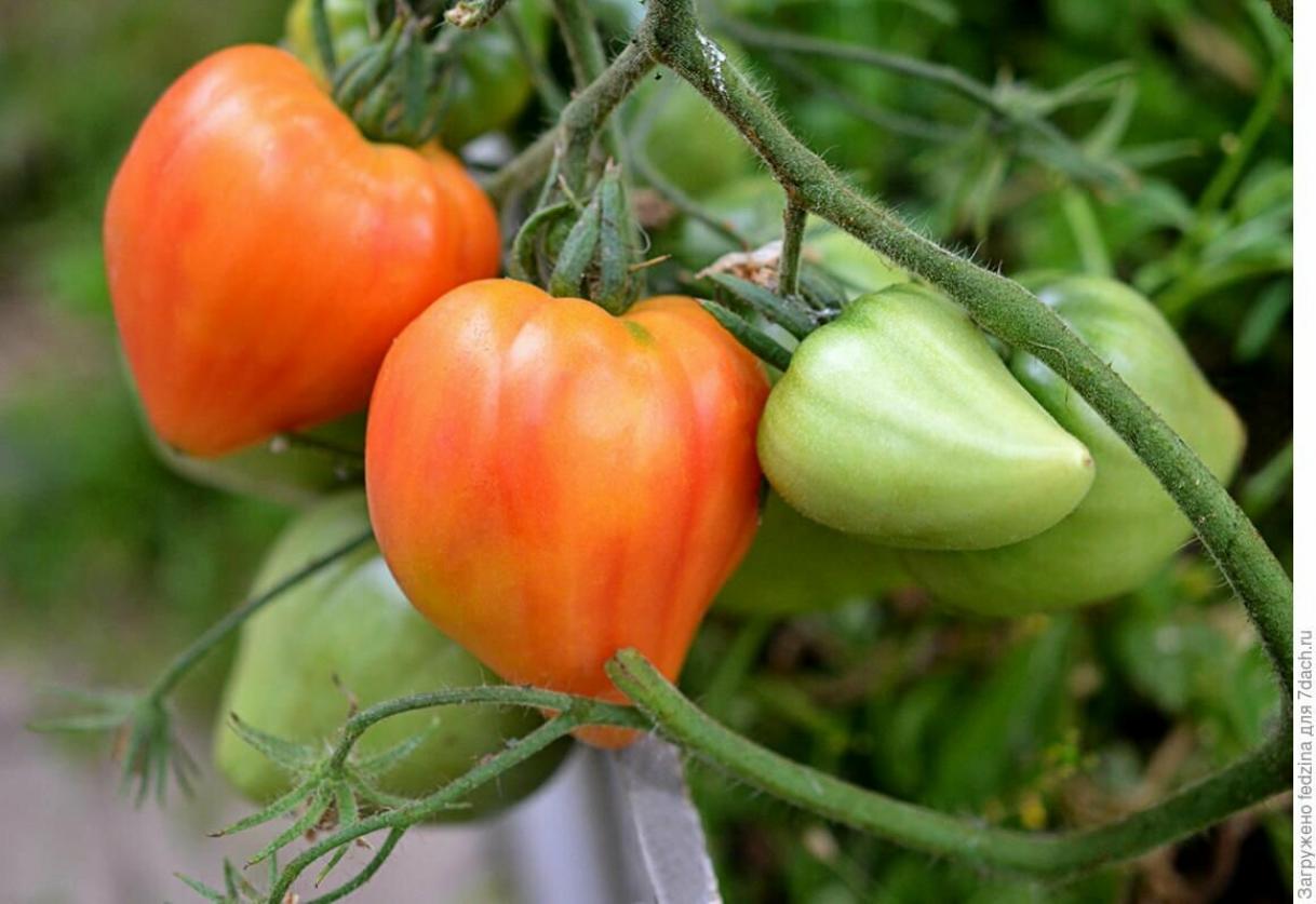 Томат Оранжевый русский 117 3