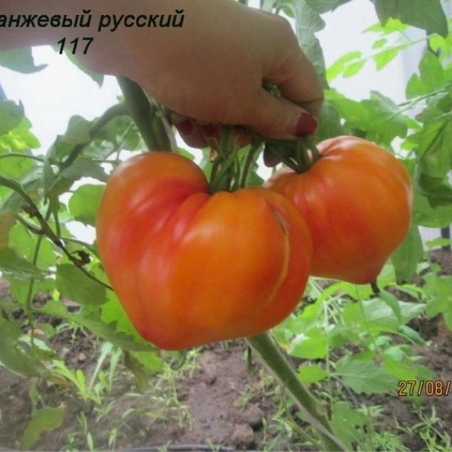 Томат Оранжевый русский 117 5