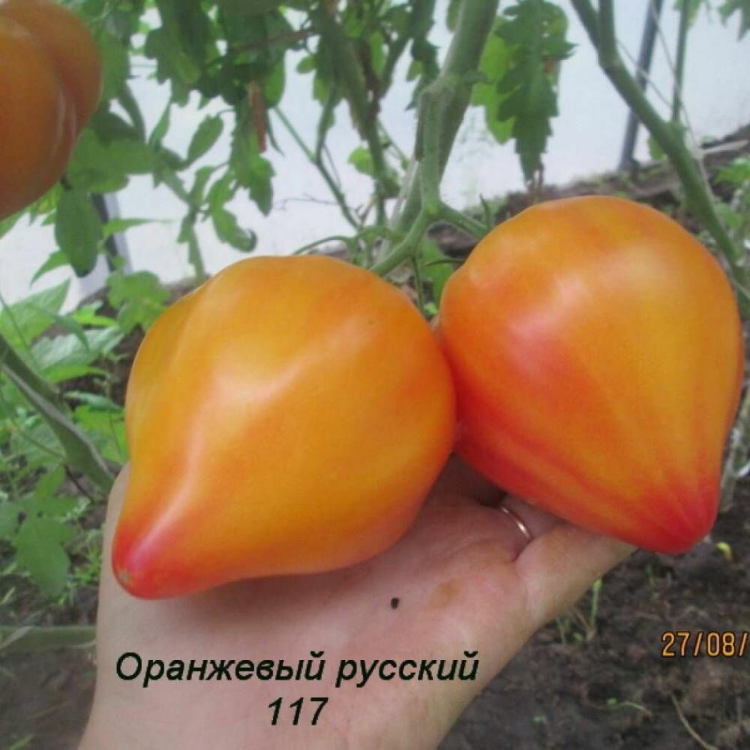 Томат Оранжевый русский 117