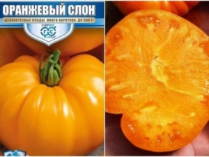 Томат Оранжевый слон