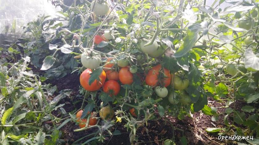Томат Оренбуржец 2