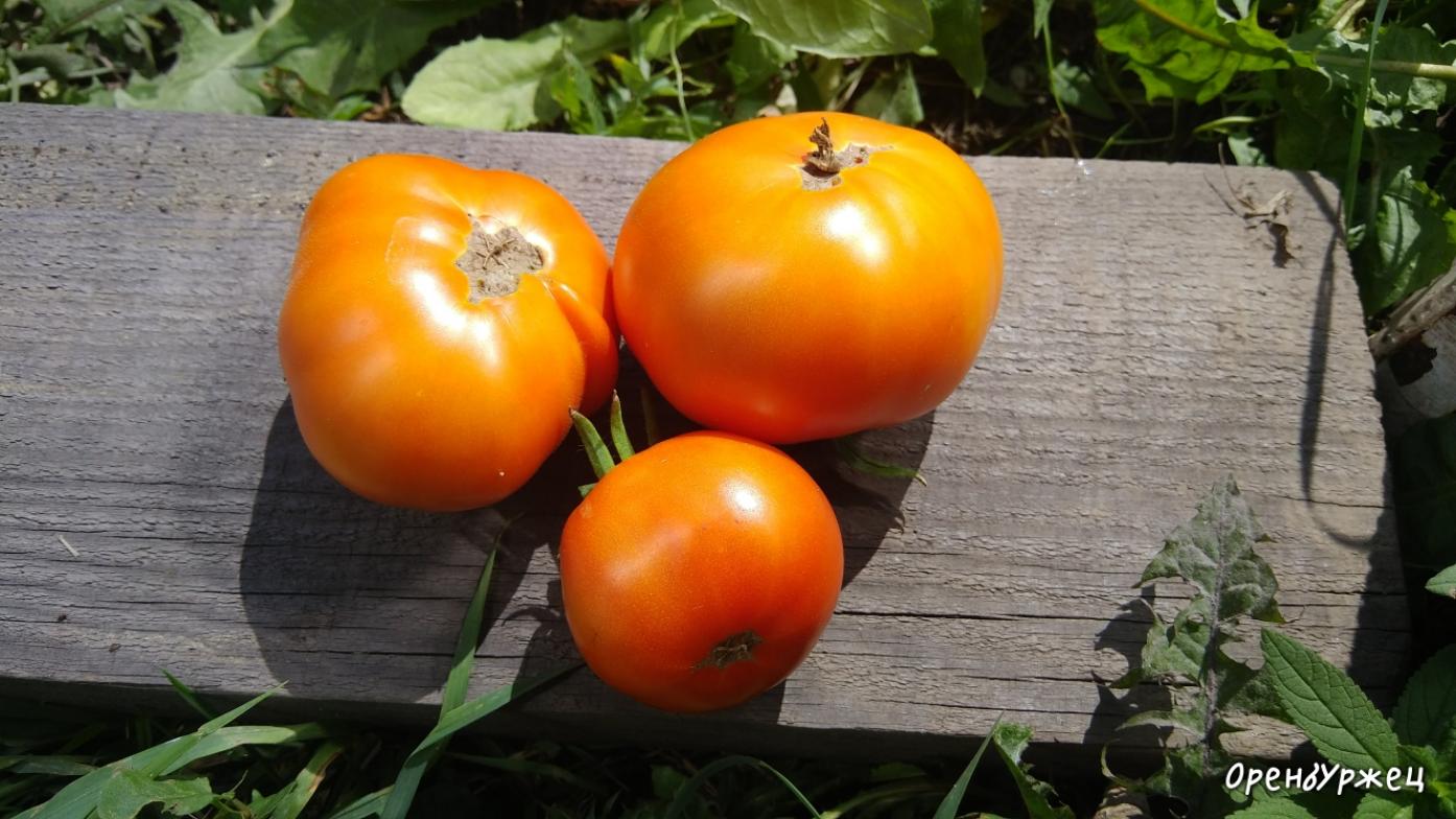 Томат Оренбуржец