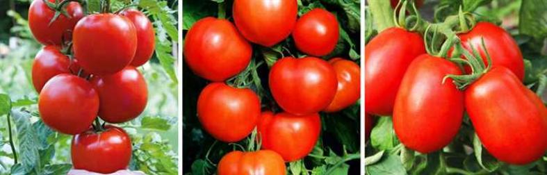 Томат Орлец