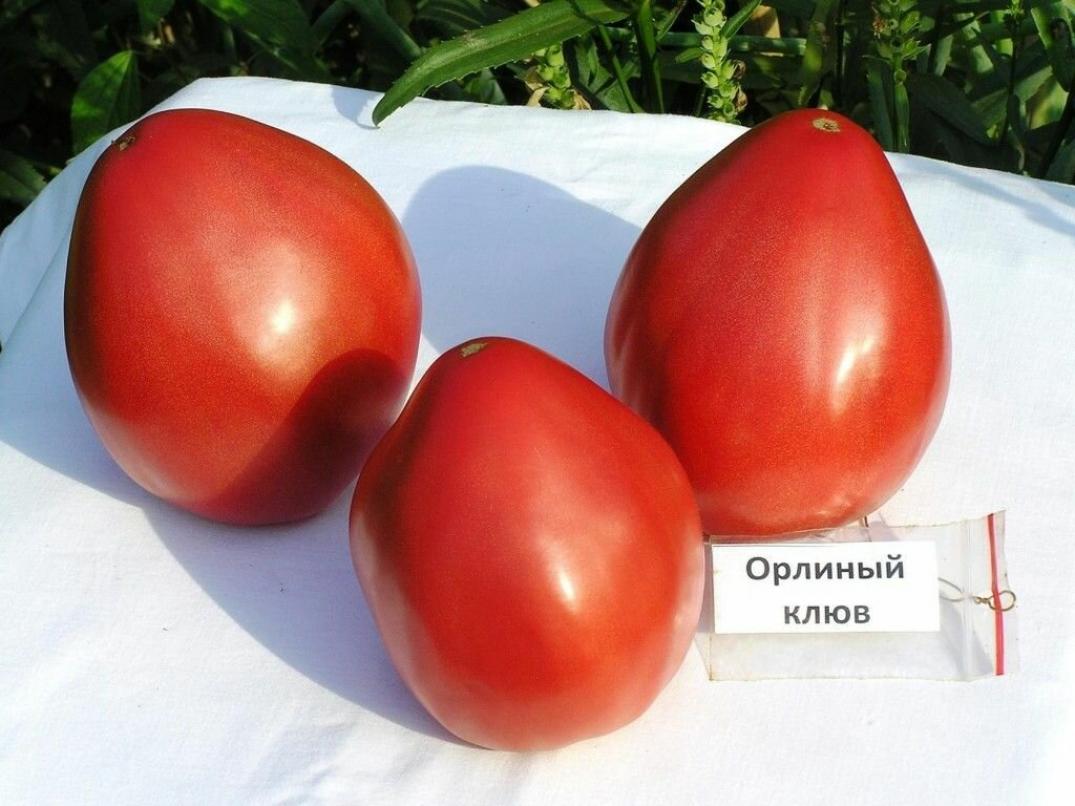Томат Орлиный клюв 2