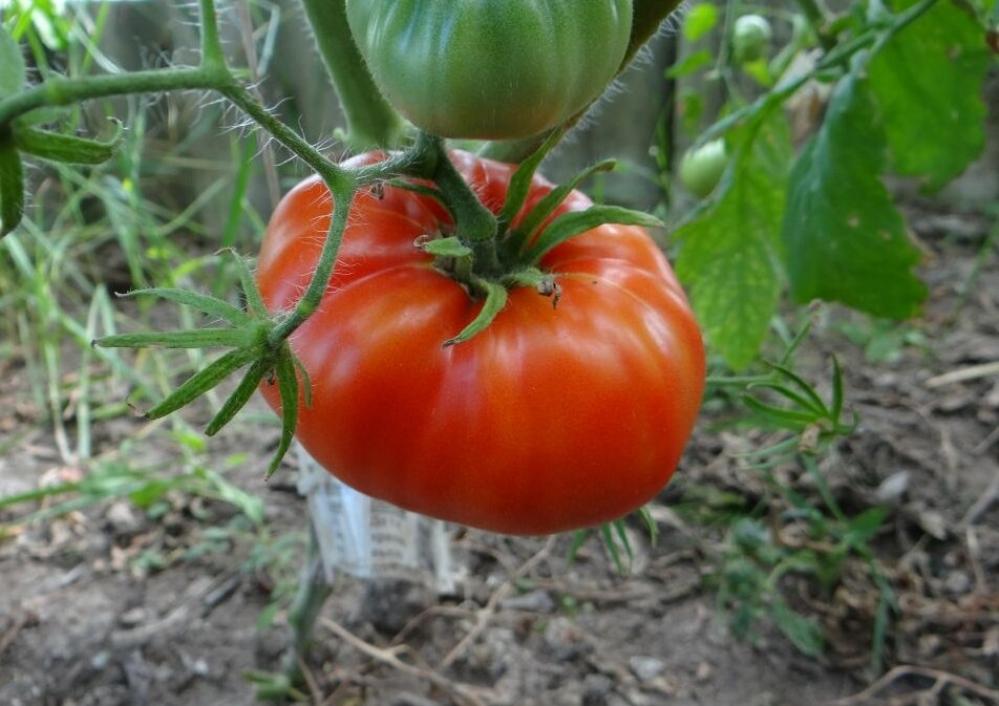 Томат Орловские рысаки 2