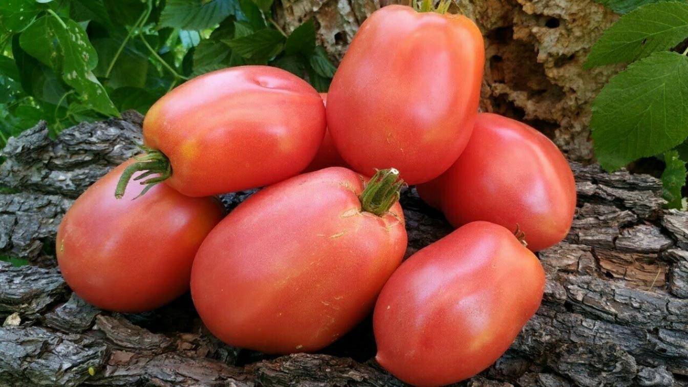 Томат Ослиные уши розовые 3