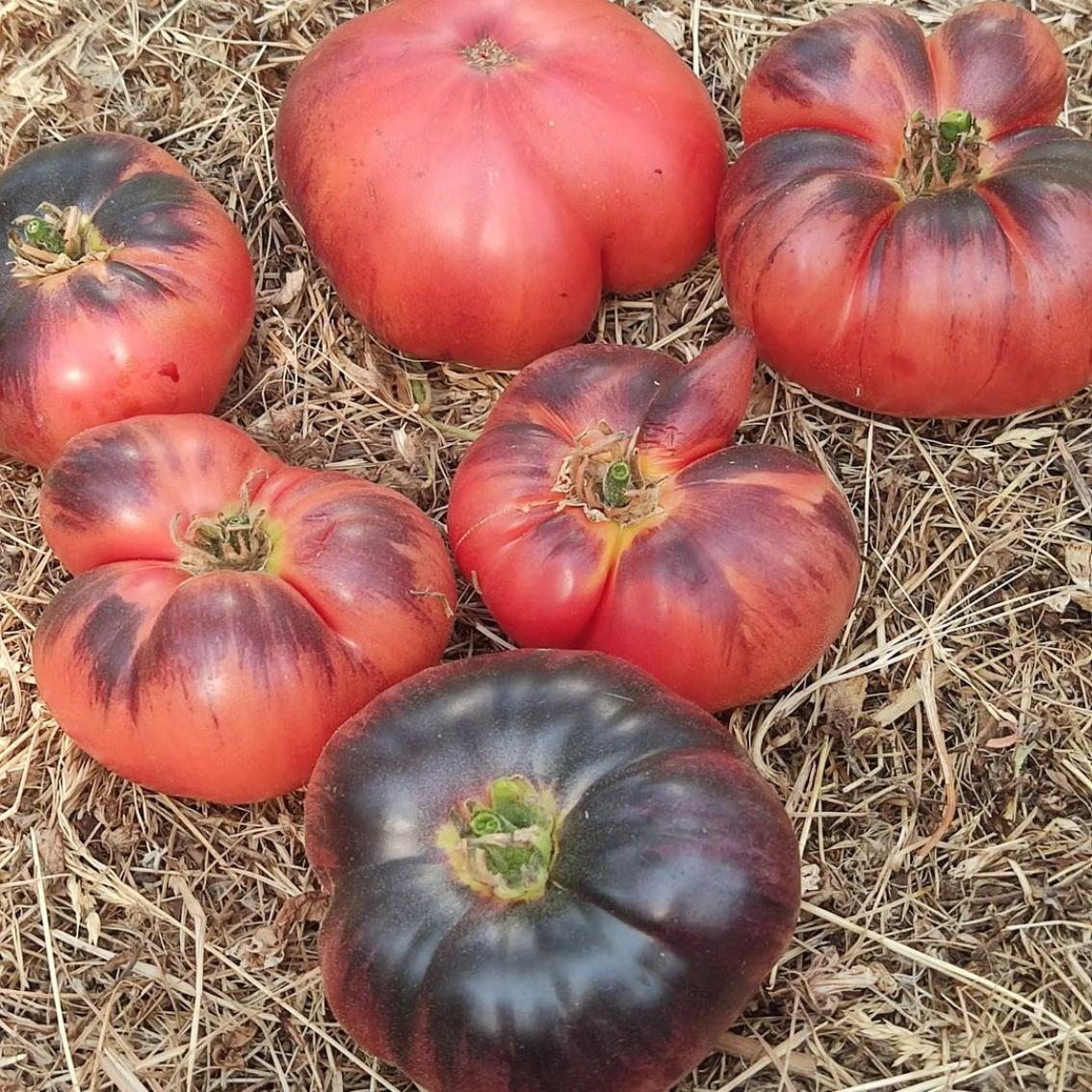 Томат Озарк Восход 2