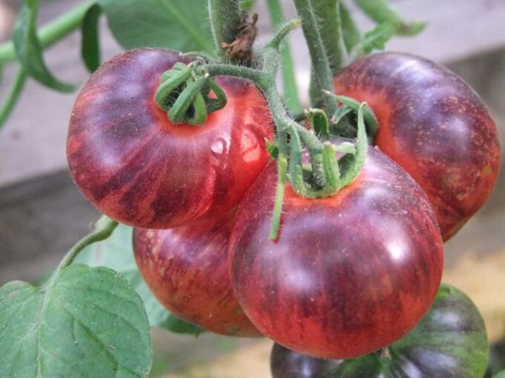 Томат Озарк Восход 3