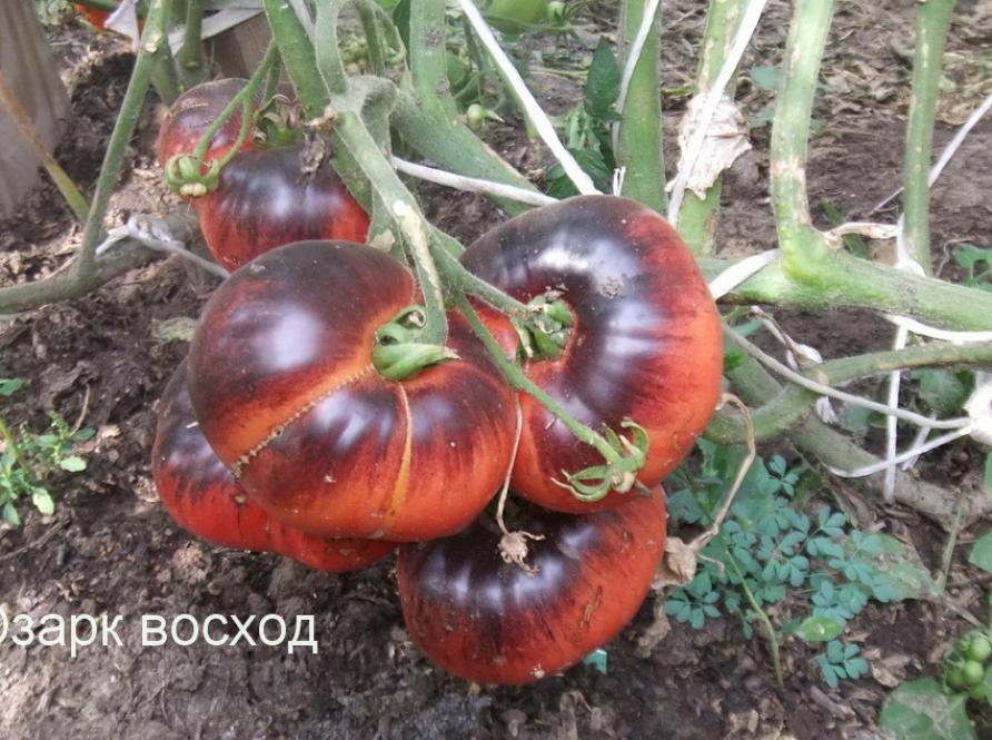 Томат Озарк Восход 4