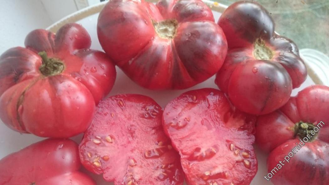 Томат Озарк Восход 5