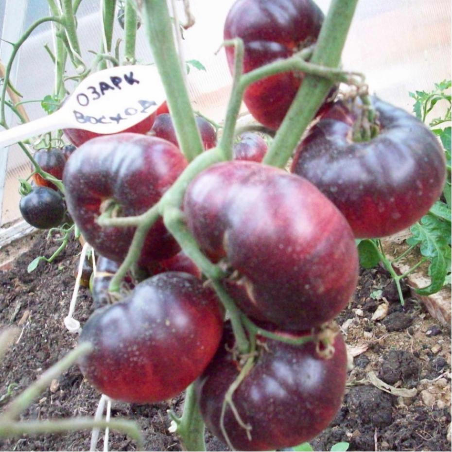 Томат Озарк Восход