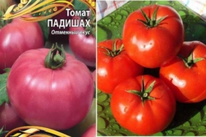Томат Падишах