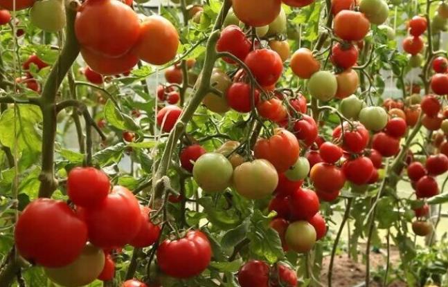 Томат Пампушка 2