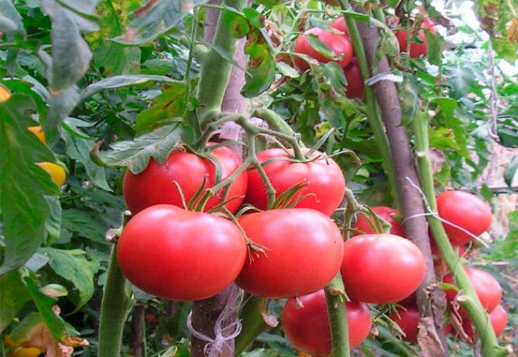 Томат Пандароза 2