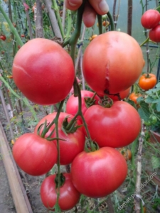 Томат Пандароза