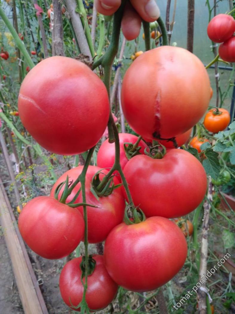 Томат Пандароза