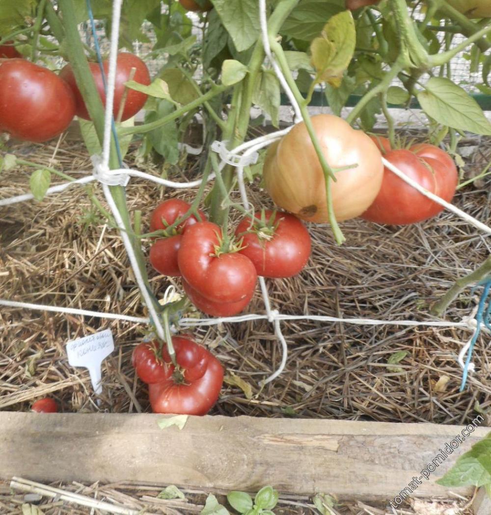 Томат Пани Яна 2
