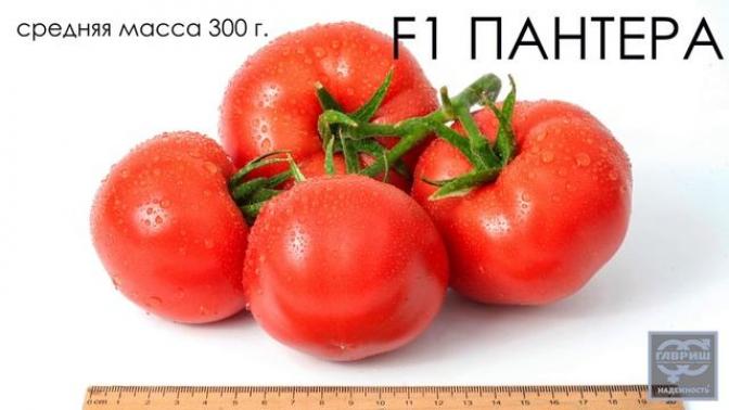 Томат Пантера 2