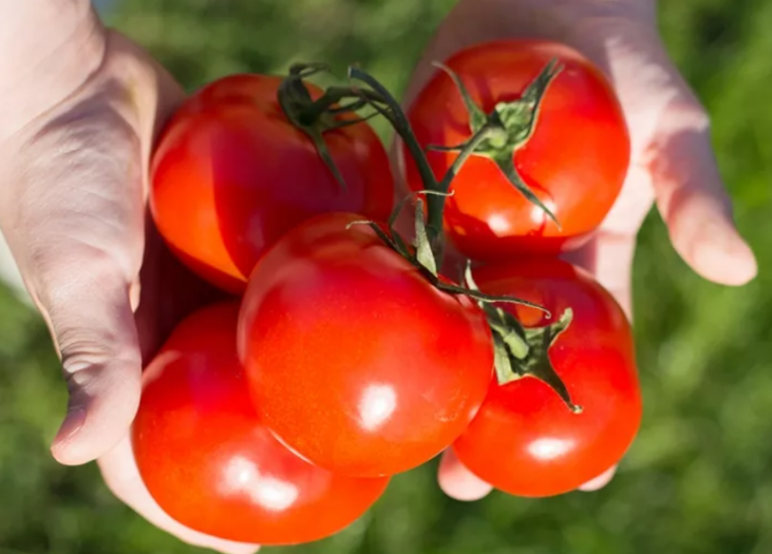 Томат Парниковый ультраскороспелый 2