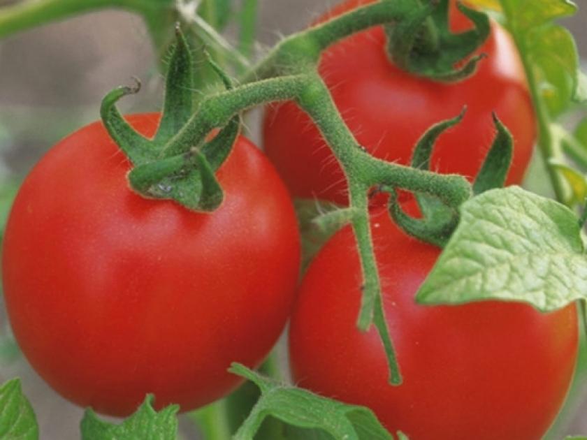 Томат Пародист