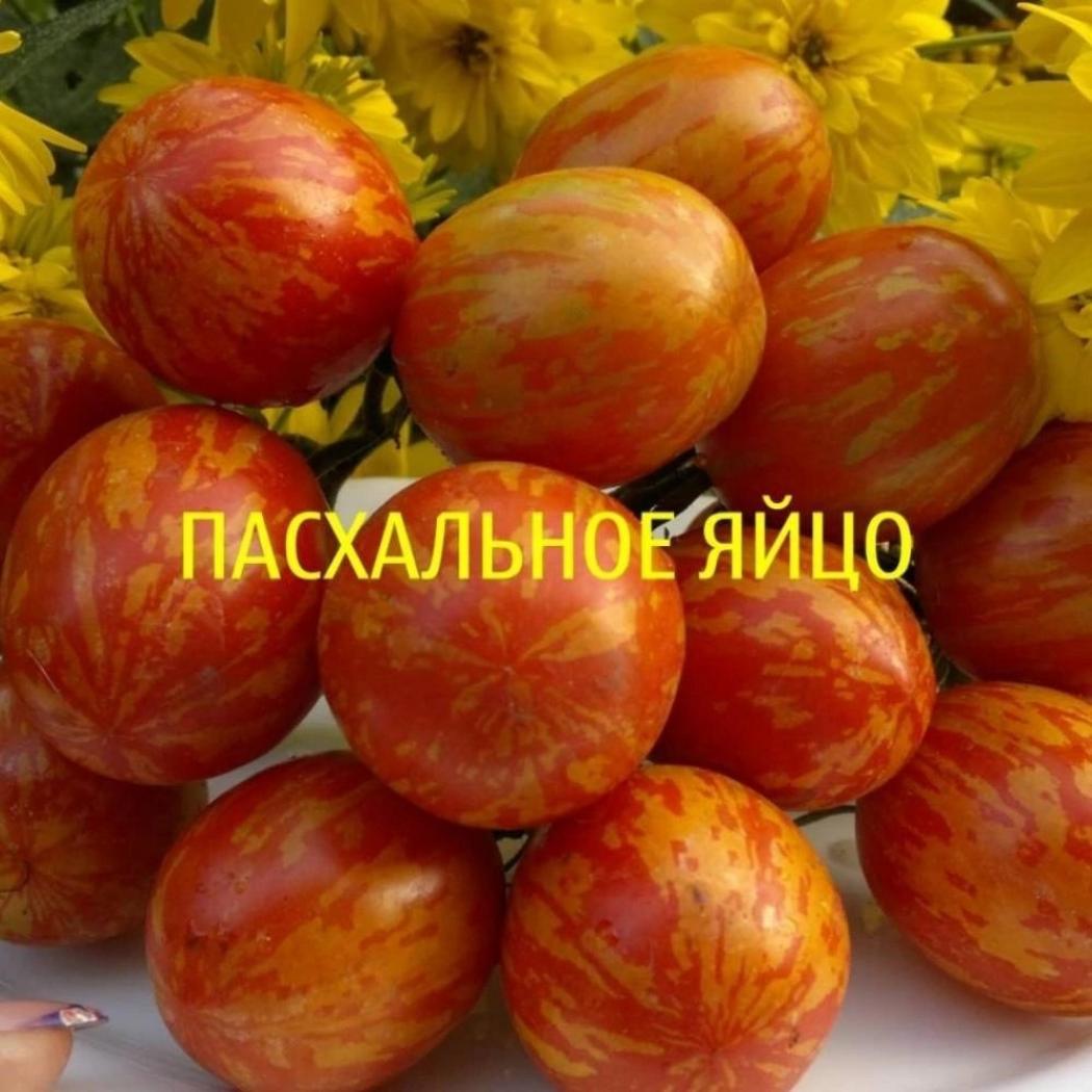 Томат Пасхальное яйцо 2