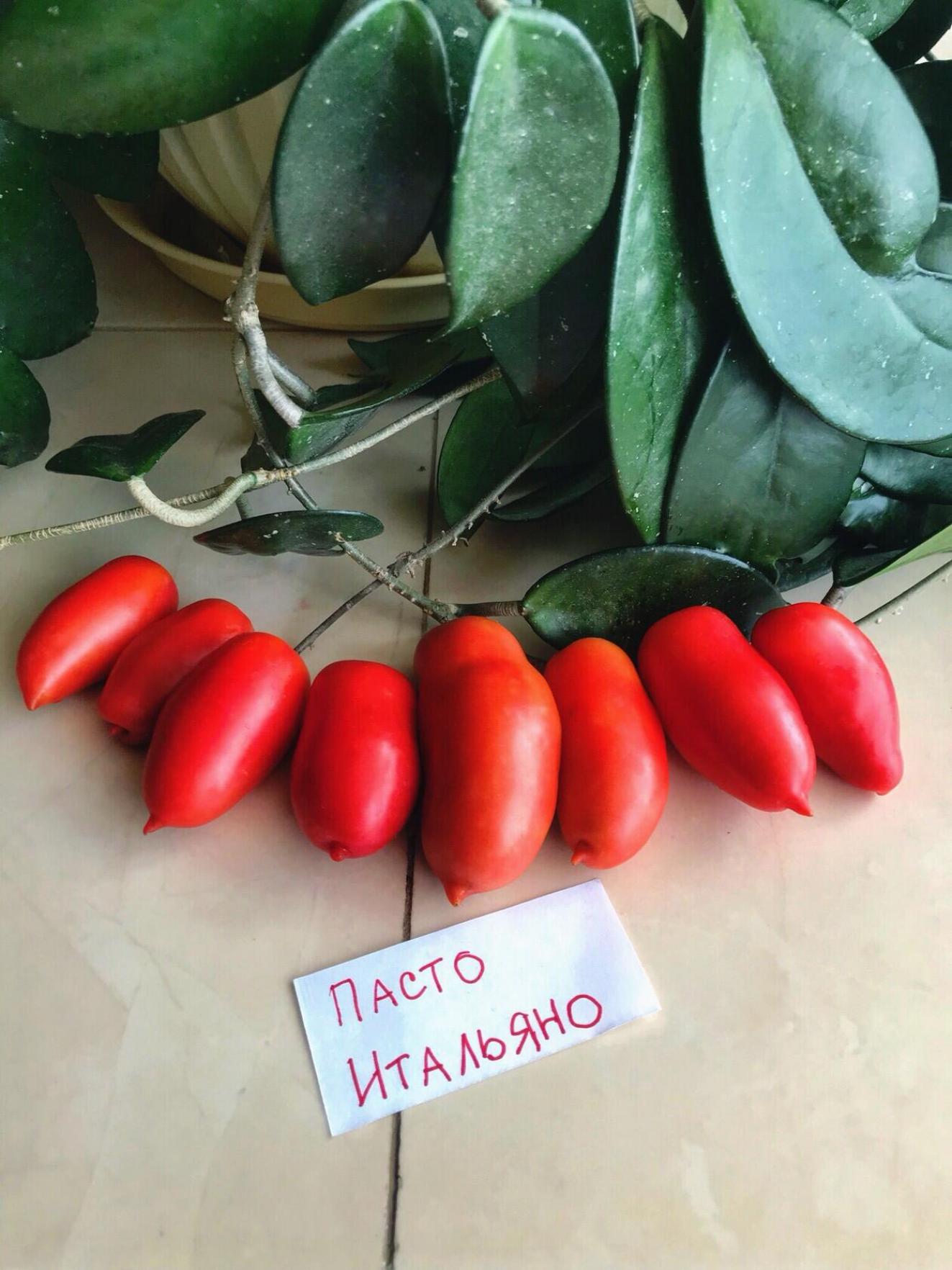 Томат Пасто Итальяно 4