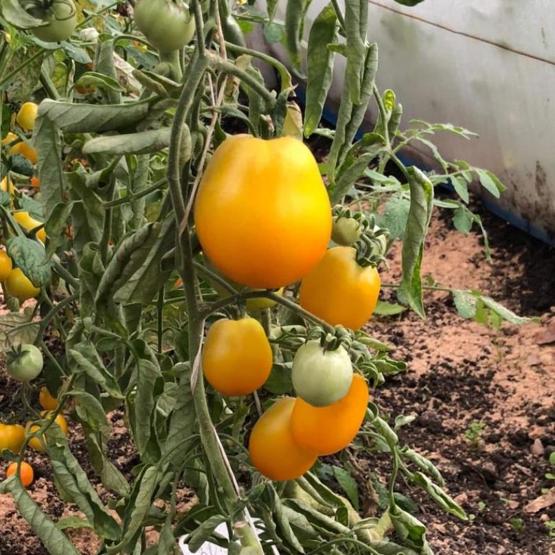 Томат Патрикеевна 2