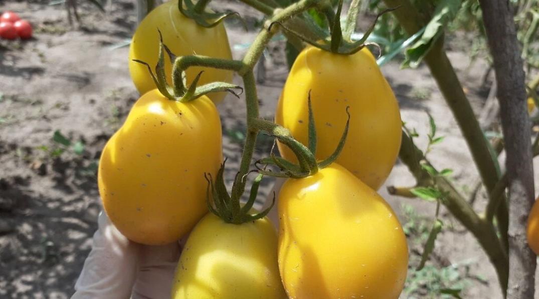 Томат Патрикеевна