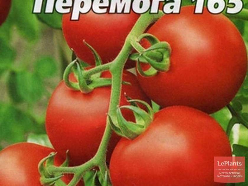 Томат Перемога 165 3