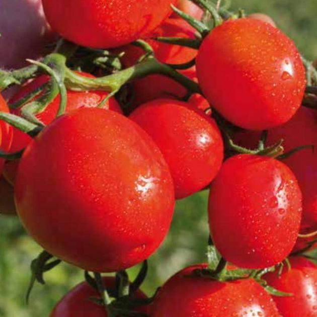 Томат Перфектпил 2