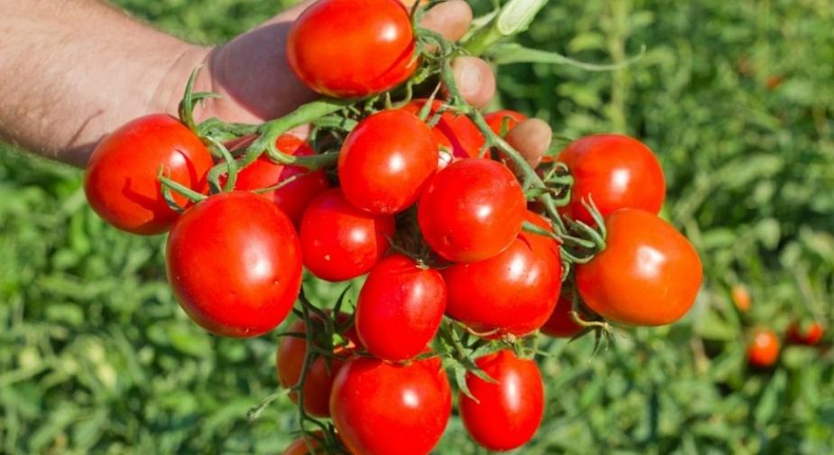 Томат Перфектпил 3