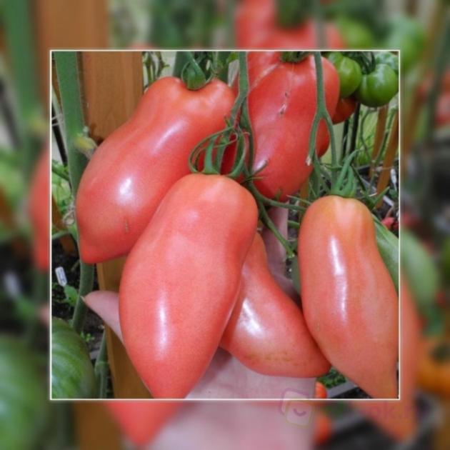 Томат Перцевидный розовый 2