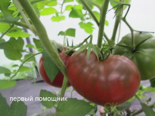 Томат Первый помощник 2