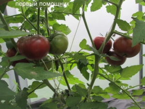 Томат Первый помощник