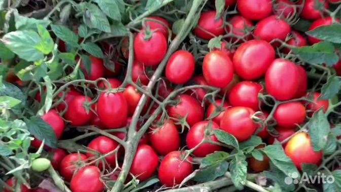 Томат Пьетра Росса 2