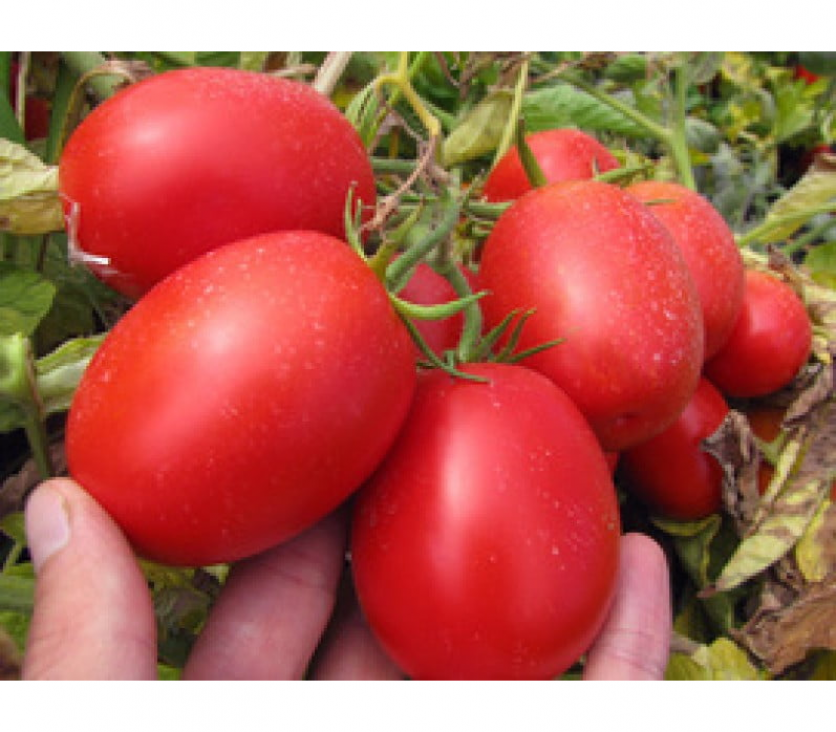 Томат Пьетра Росса