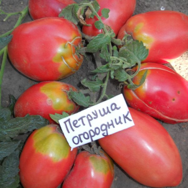 Томат Петруша огородник 3