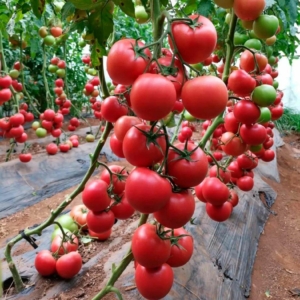 Томат Пинк Болл