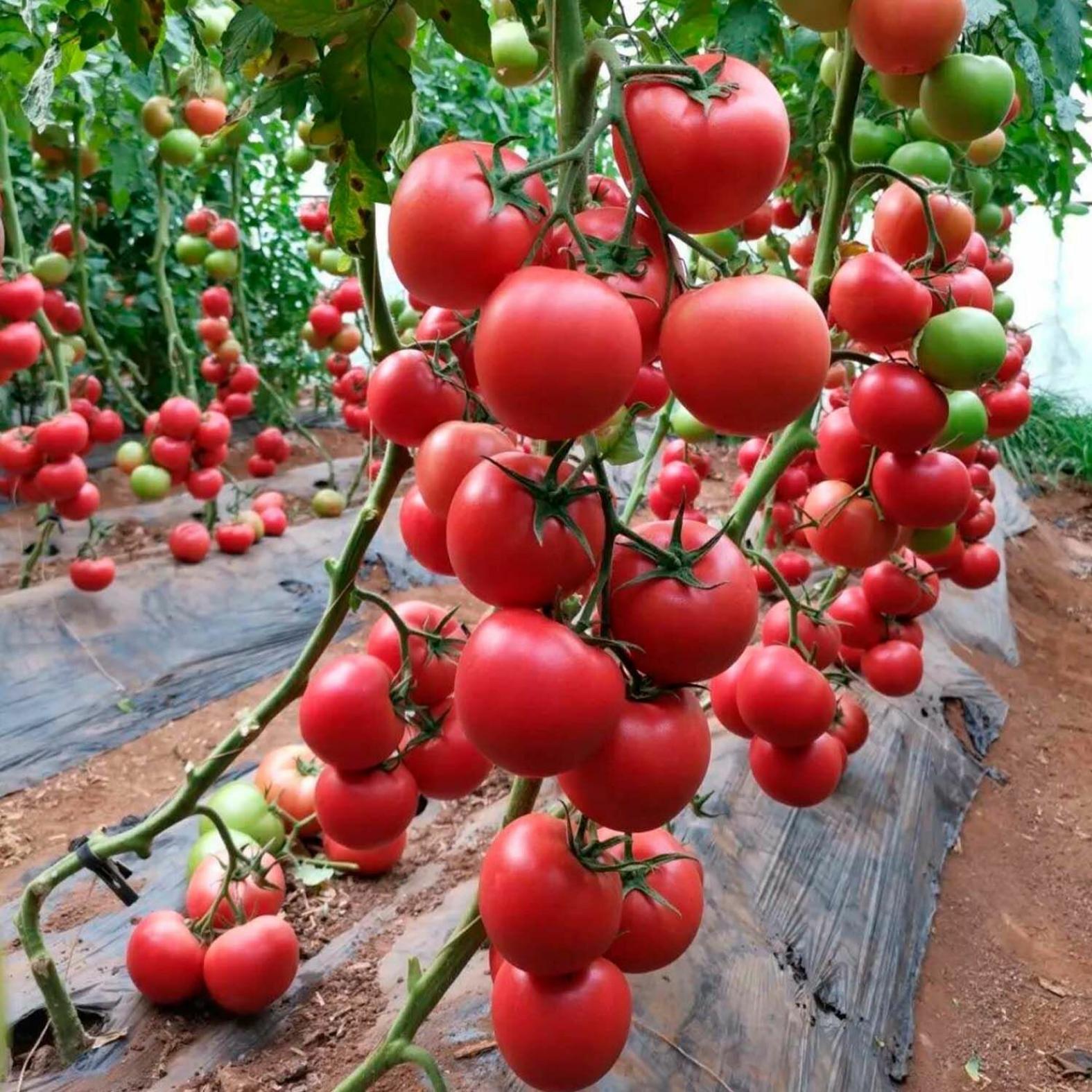 Томат Пинк Болл