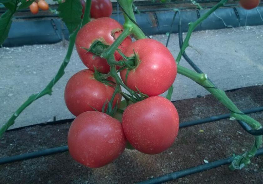 Томат Пинк Клер 2