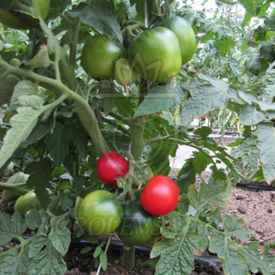 Томат Пинк Клер 3