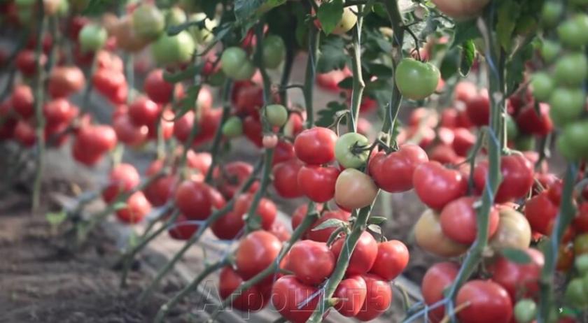 Томат Пинк Кристалл 3