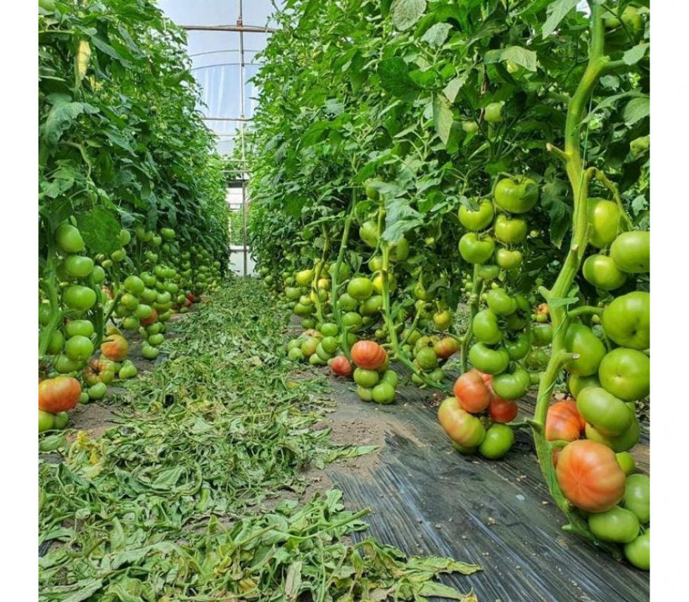 Томат Пинк Найс 3