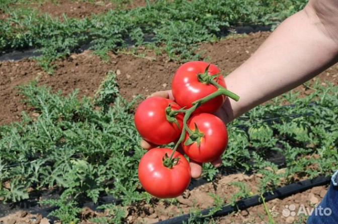 Томат Пинк Найс 4