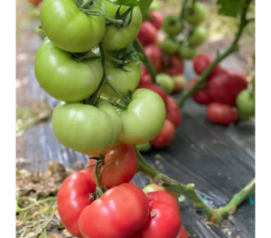 Томат Пинк Найс