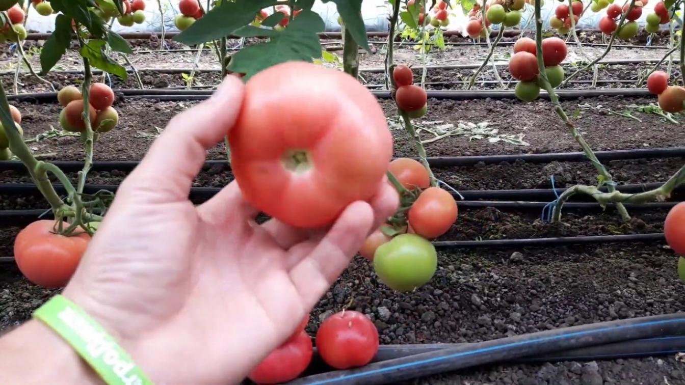 Томат Пинк Параллель